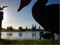 Black Swan from South Perth