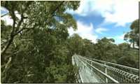 Treetop Walk